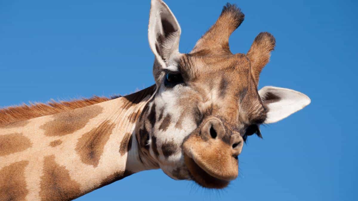 Lesetext A1 Ein Tag Im Zoo